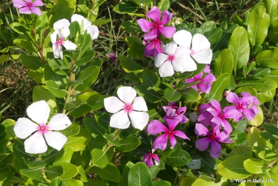 Diabetes medicine - known locally as sadabahar or Madagascar periwinkle